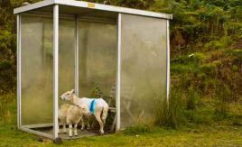 Sheep sheltering from rain in Scotland