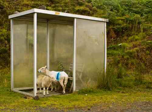 Sheep sheltering from rain in Scotland